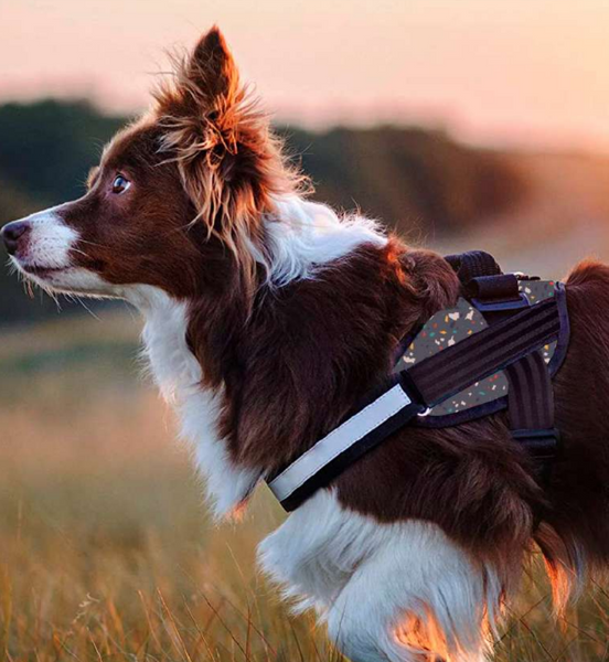 Arnés o correa?  Correas y arneses para perros - Hospital Verterinari