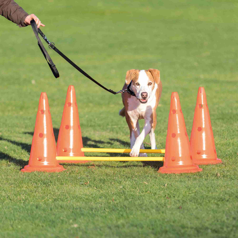 SET DE OBSTACULOS AGILITY TRIXIE