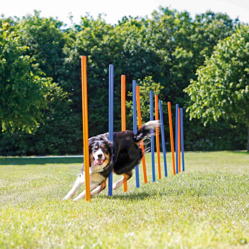 slalom agility trixie