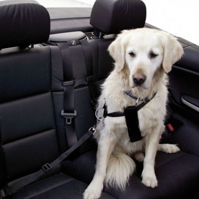 ARNES SEGURIDAD COCHE PERROS ZOLUX